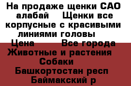 На продаже щенки САО (алабай ). Щенки все корпусные с красивыми линиями головы . › Цена ­ 30 - Все города Животные и растения » Собаки   . Башкортостан респ.,Баймакский р-н